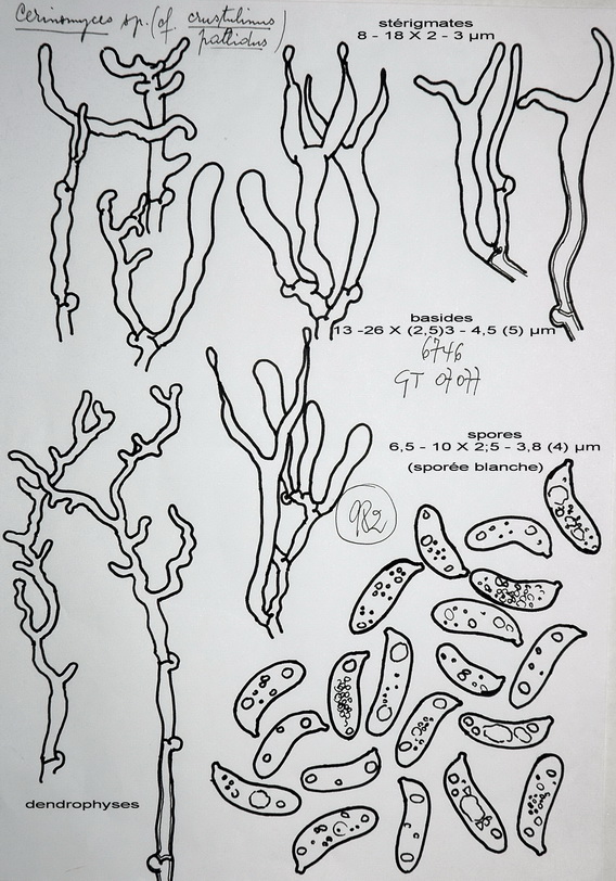 Cerinomyces sp.